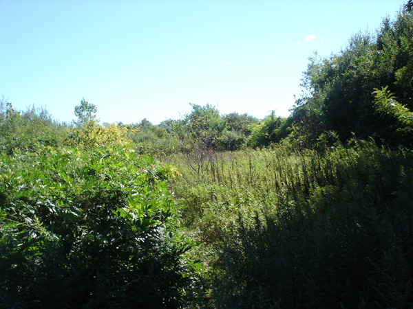 DSC00247