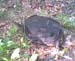 asnapping turtle   3