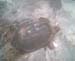 asnapping turtle laying eggs 