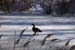 canada goose 2-2-05