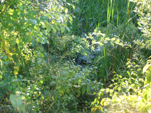 DSC00206