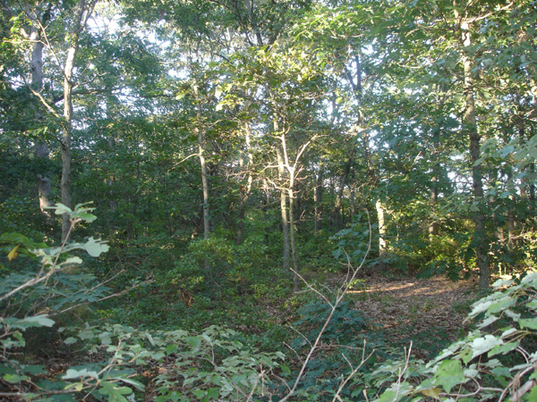 DSC00209