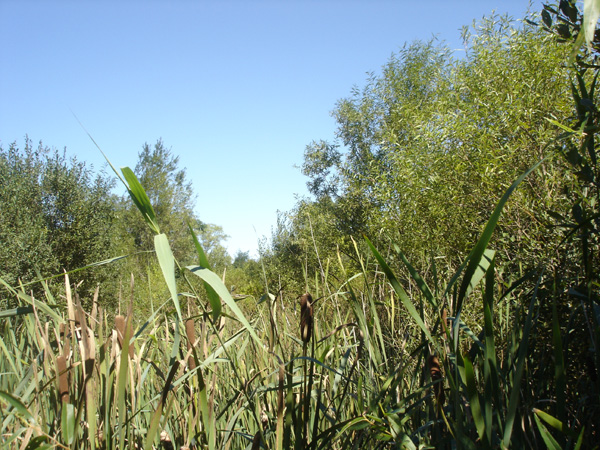 DSC00242