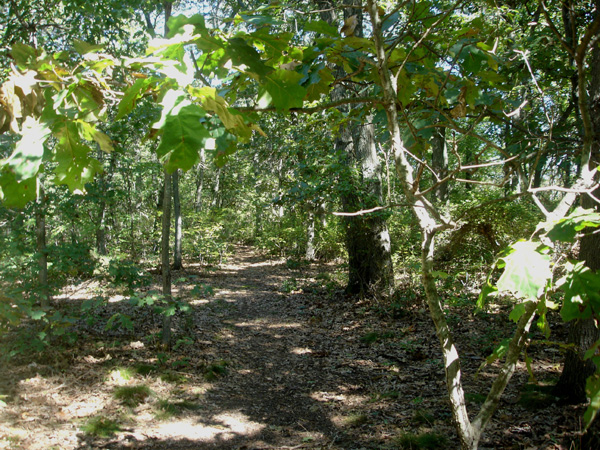 DSC00250