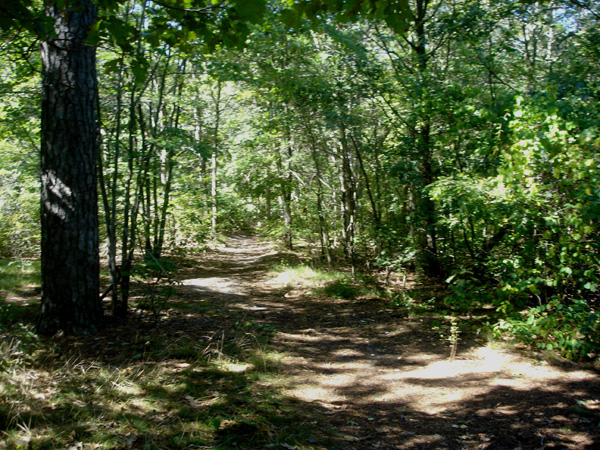 DSC00261