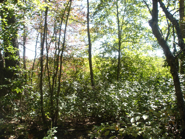 DSC00266
