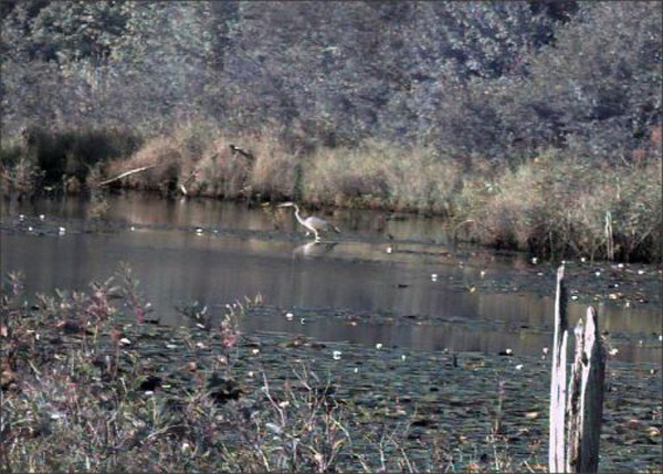 agreat blue heron 9-04      2