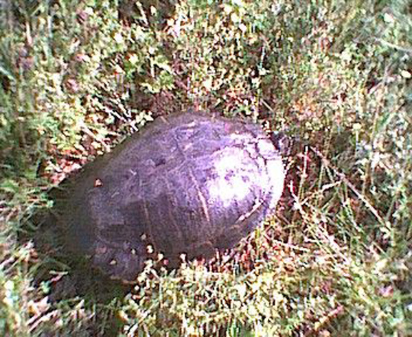 apainted turtle 1 -2