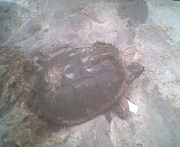 asnapping turtle laying eggs 