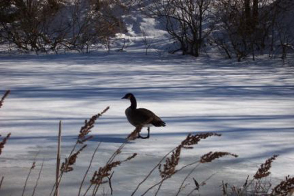 canada goose 2-2-05
